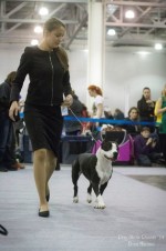 Международная выставка собак,CACIB-FCI "Россия - I, 2014".