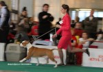 Международная выставка собак, CACIB-FCI, "Nevsky Winner 2012"