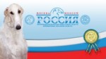 Международная выставка собак, ранг CACIB-FCI, "Россия-2013".