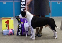 Scouthound Kardinal - Best Puppy, BEST IN SHOW PUPPY-1!