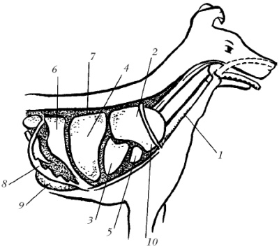 Пищевод у крс. Система органов дыхания собаки. Дыхательная система собаки анатомия. Топография органов дыхания собак. Органы дыхания собаки анатомия.