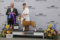 Deal King Of Ring's. STCA's 78th National Specialty. October 2, 2014. Winners Dog Competition